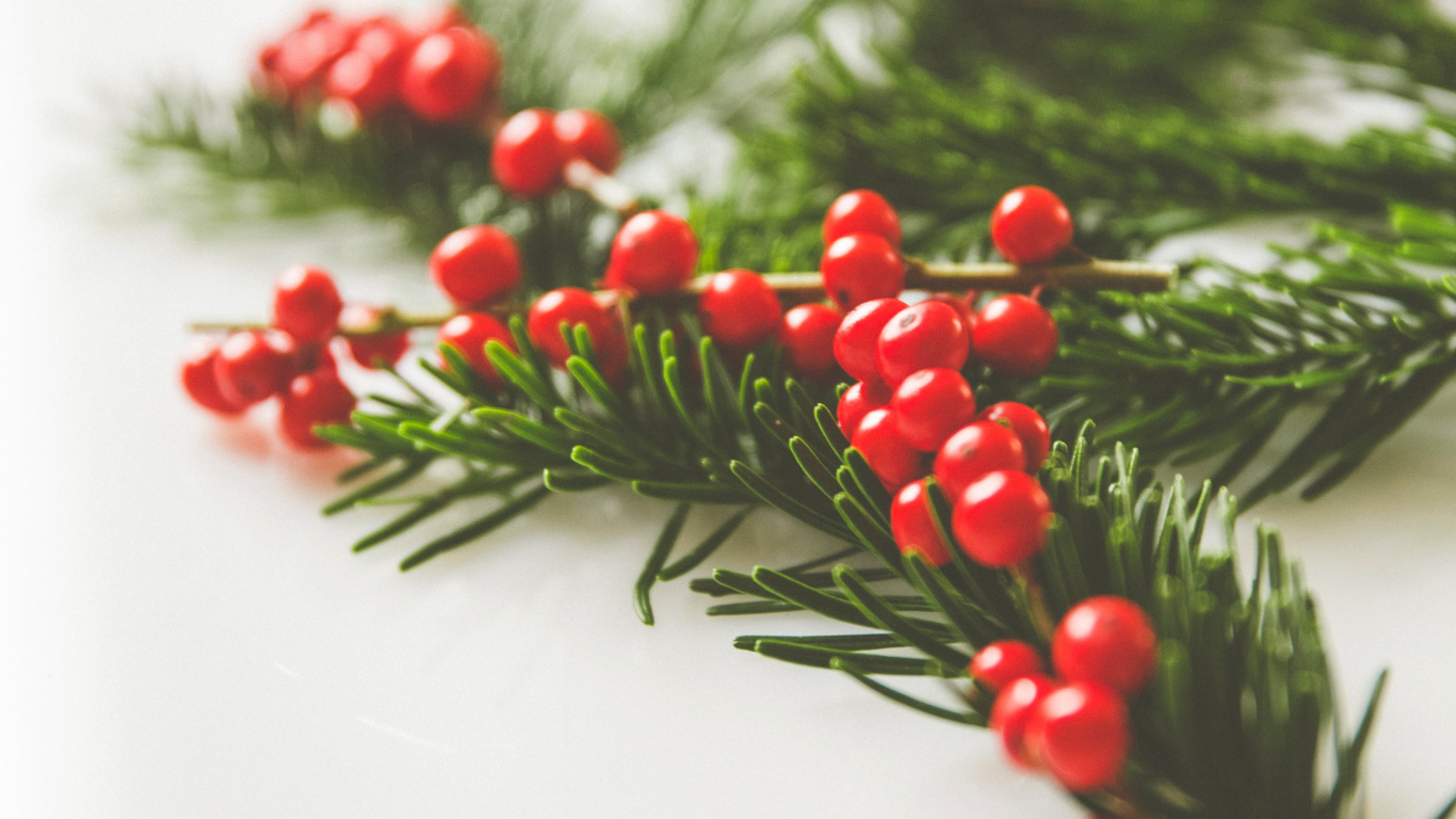 Обои падуб, ветвь, лист, растение, Рождественский день в разрешении 1366x768