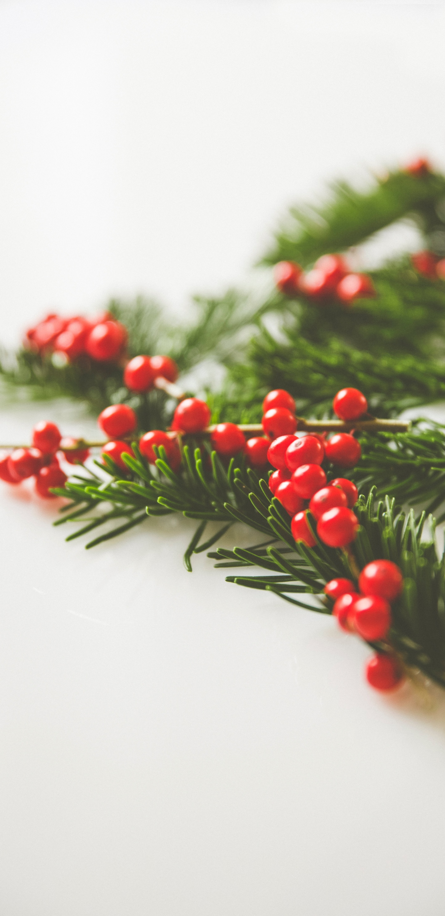 Обои падуб, ветвь, лист, растение, Рождественский день в разрешении 1440x2960