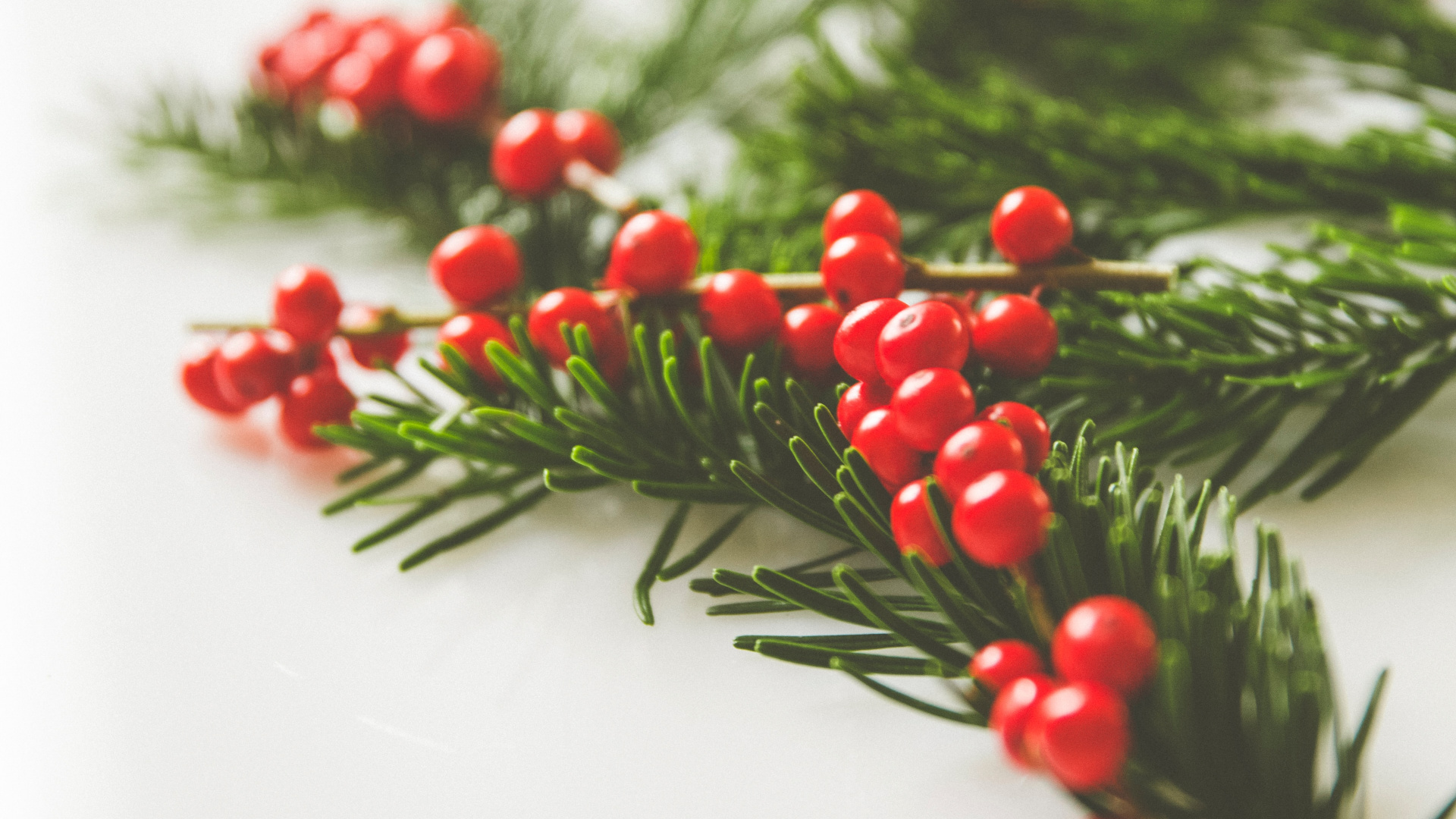 Обои падуб, ветвь, лист, растение, Рождественский день в разрешении 1920x1080