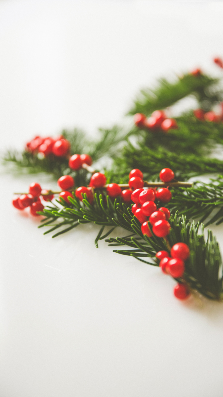 Обои падуб, ветвь, лист, растение, Рождественский день в разрешении 750x1334