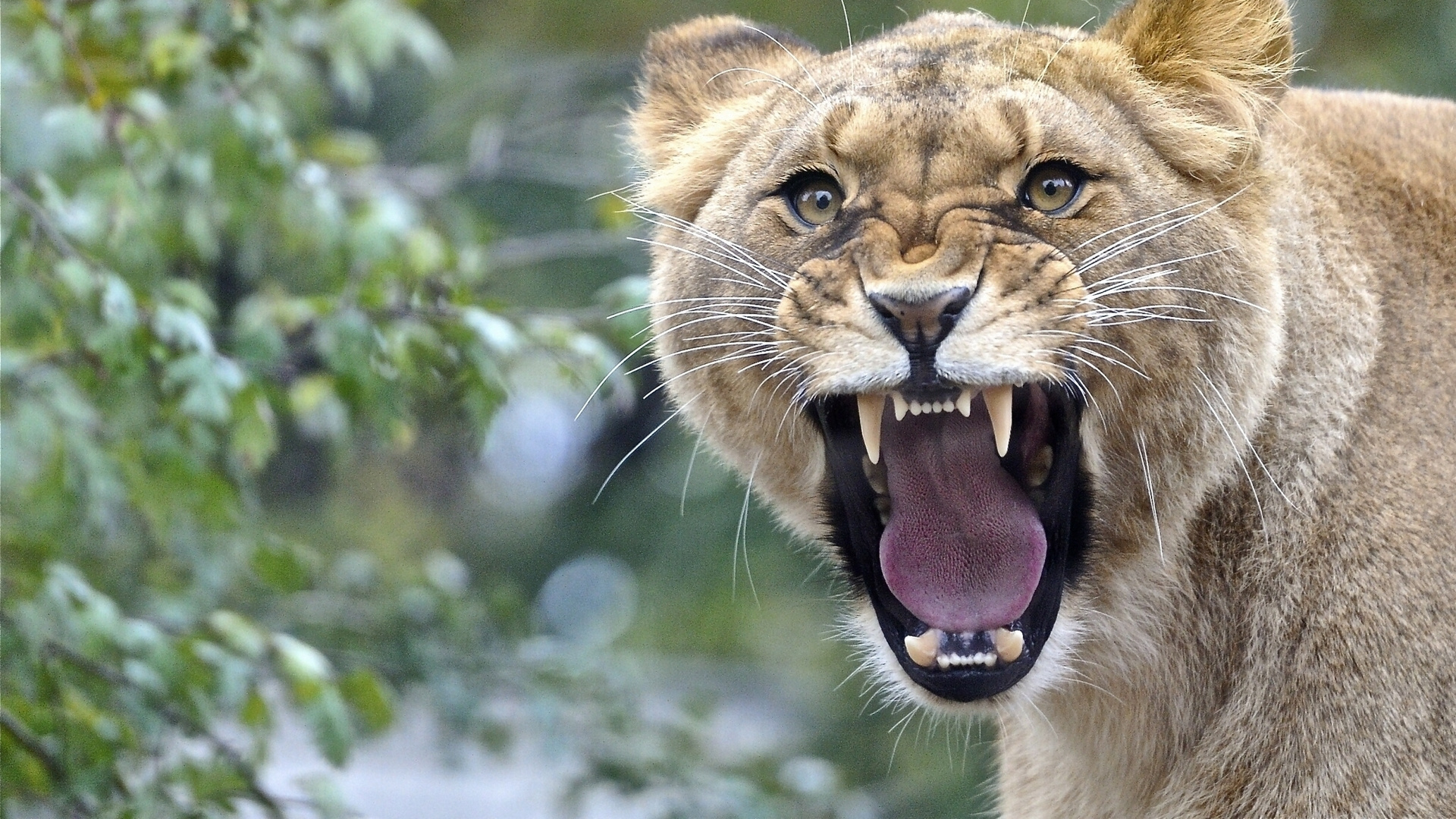 Обои Лев, тигр, рев, живая природа, наземные животные в разрешении 1920x1080
