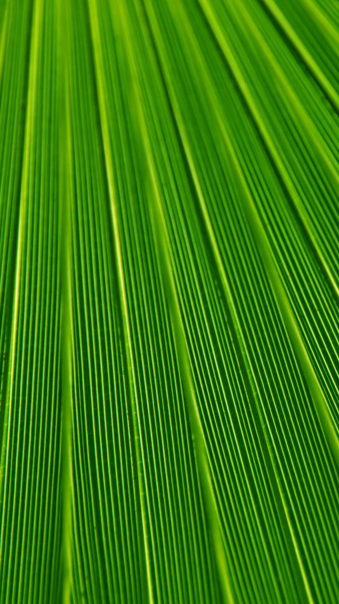 Обои лист, пальмовые рощи, текстура, зеленый, растение в разрешении 1080x1920