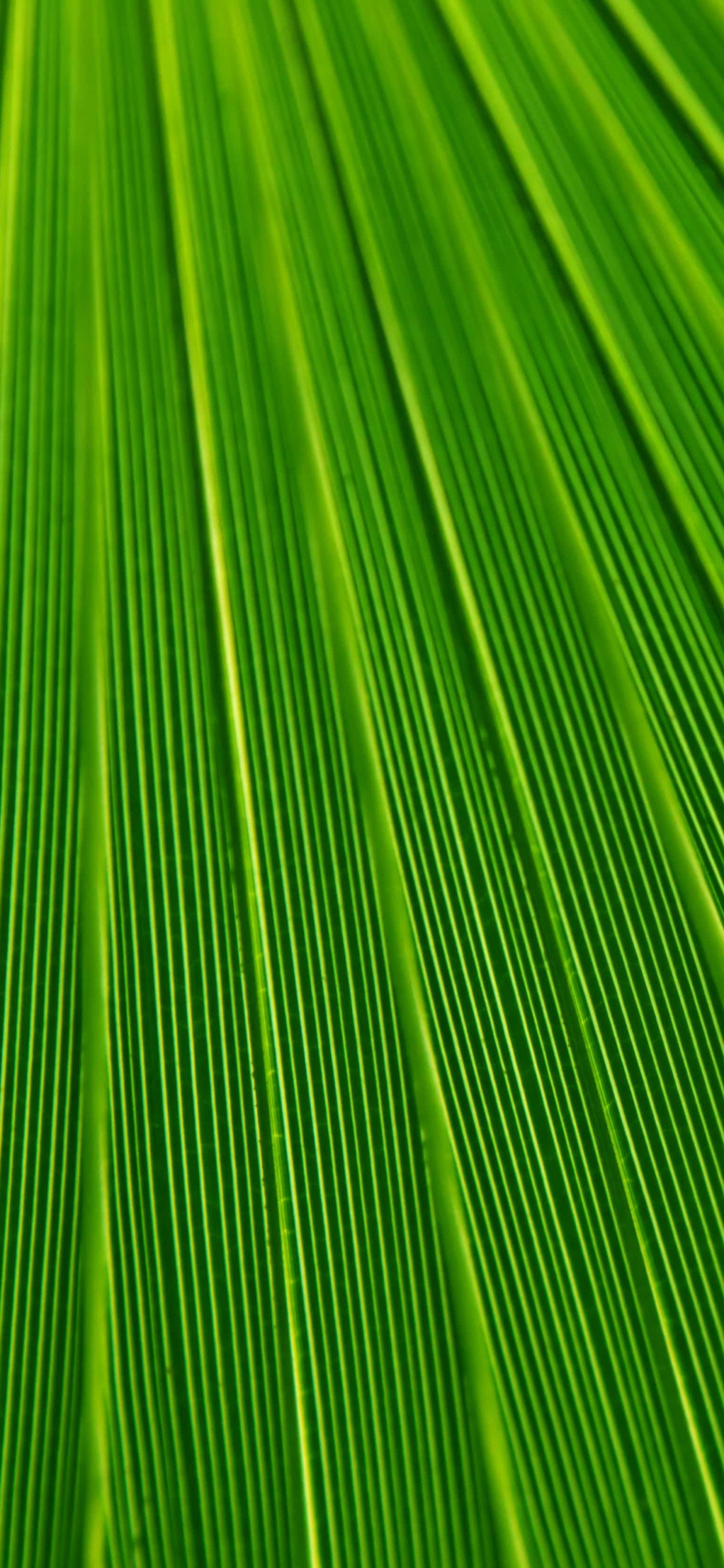Обои лист, пальмовые рощи, текстура, зеленый, растение в разрешении 1242x2688