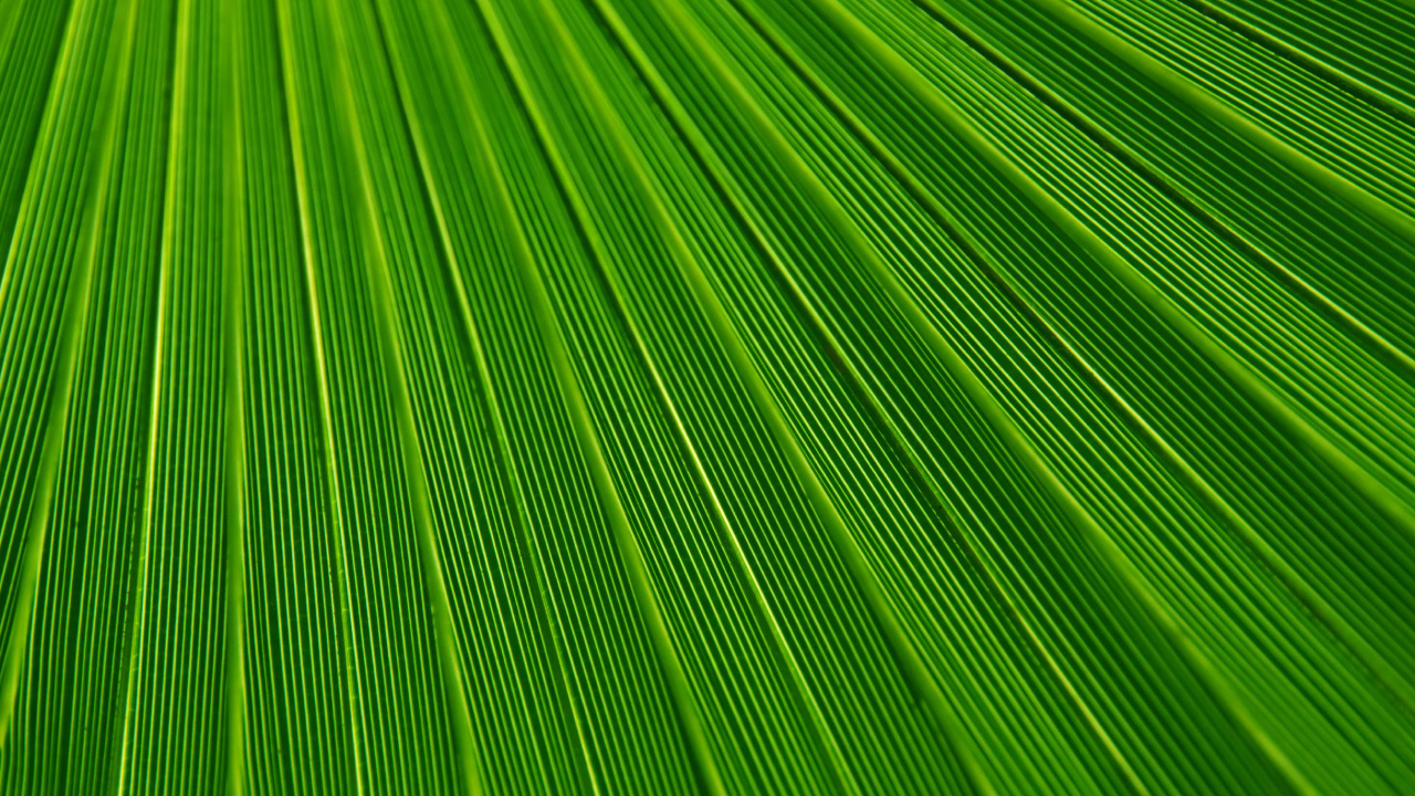 Обои лист, пальмовые рощи, текстура, зеленый, растение в разрешении 1280x720
