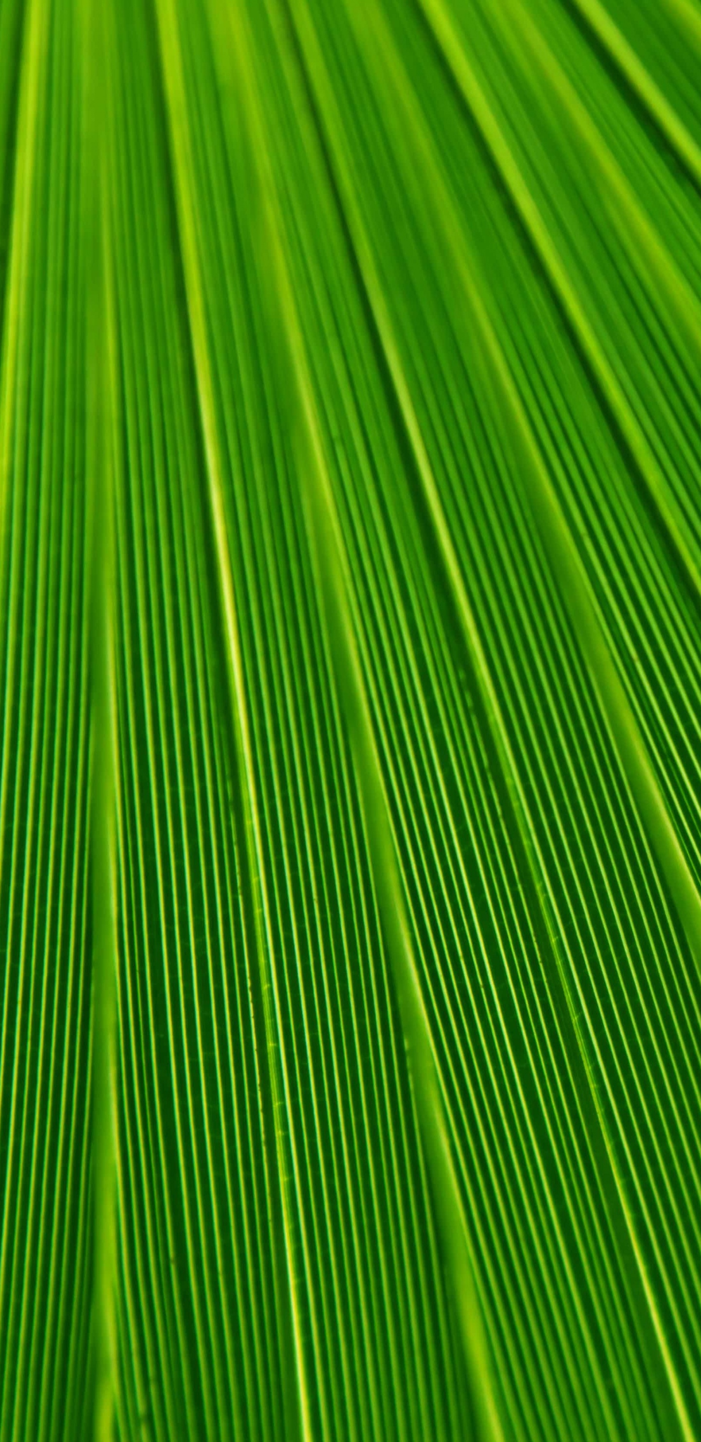 Обои лист, пальмовые рощи, текстура, зеленый, растение в разрешении 1440x2960