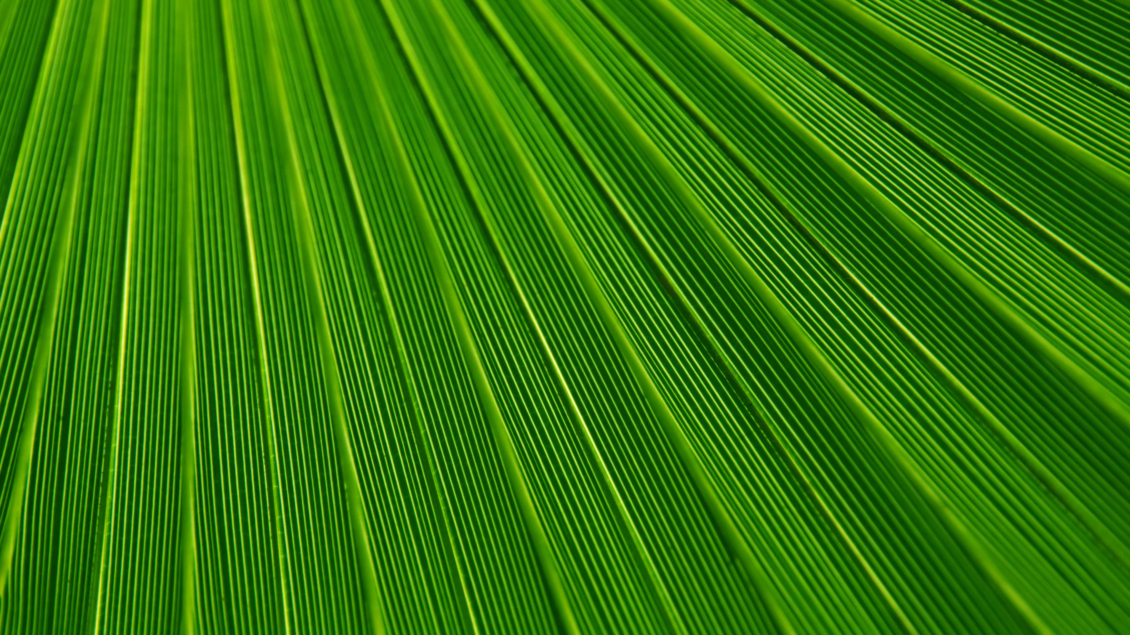 Обои лист, пальмовые рощи, текстура, зеленый, растение в разрешении 3840x2160