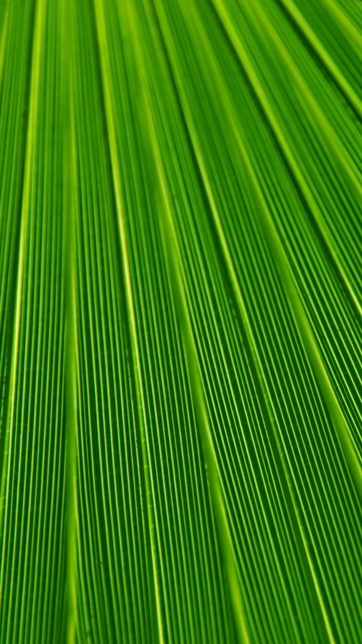 Обои лист, пальмовые рощи, текстура, зеленый, растение в разрешении 720x1280