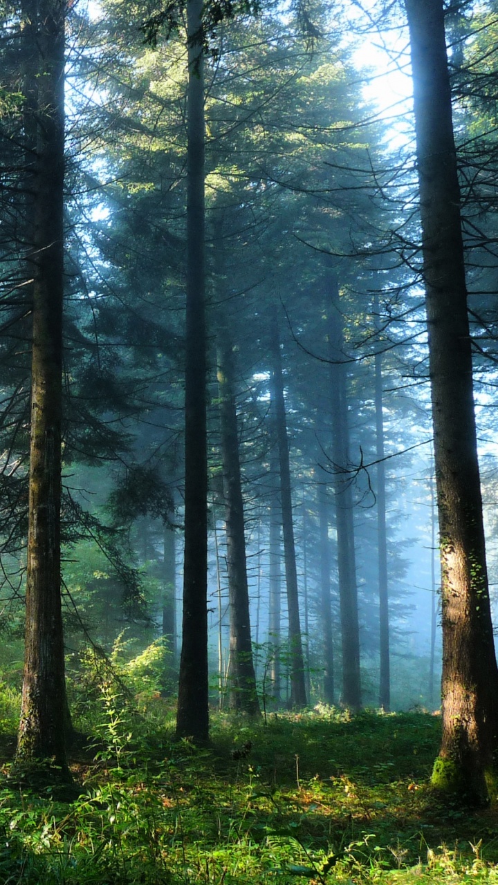 Обои лес, природа, лесистая местность, растительность, экосистема в разрешении 720x1280