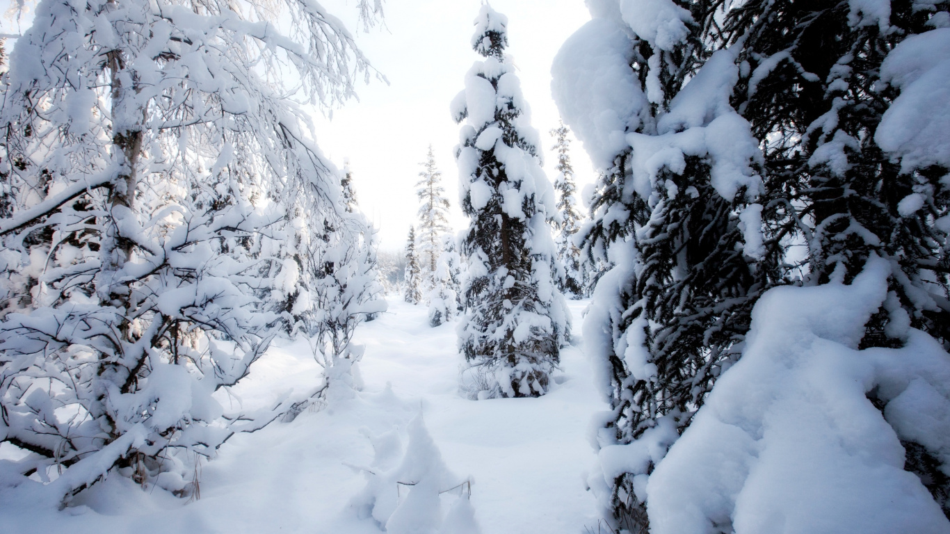 Обои дерево, зима, снег, замораживание, мороз в разрешении 1366x768