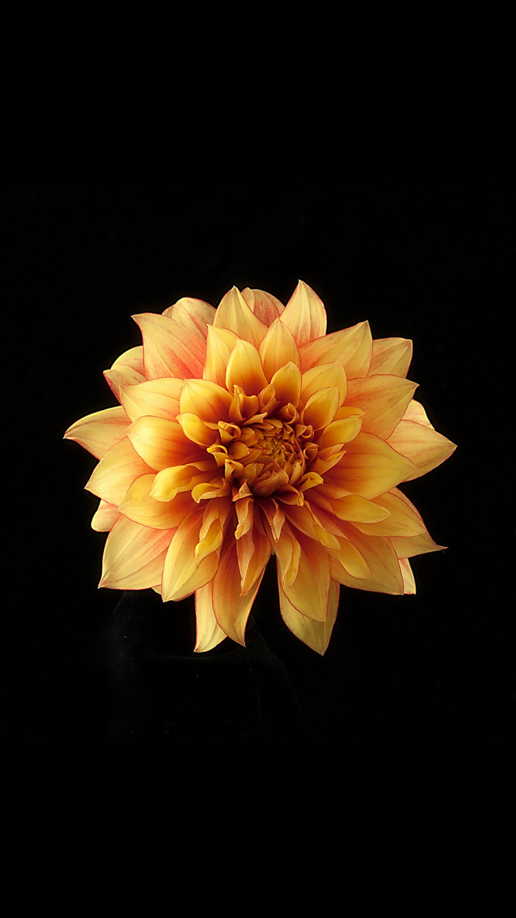 Обои Xiaomi, Xiaomi Redmi 6 Pro, Xiaomi Редми Примечание 4, редми примечание 6 про, Redmi Note 5 в разрешении 750x1334