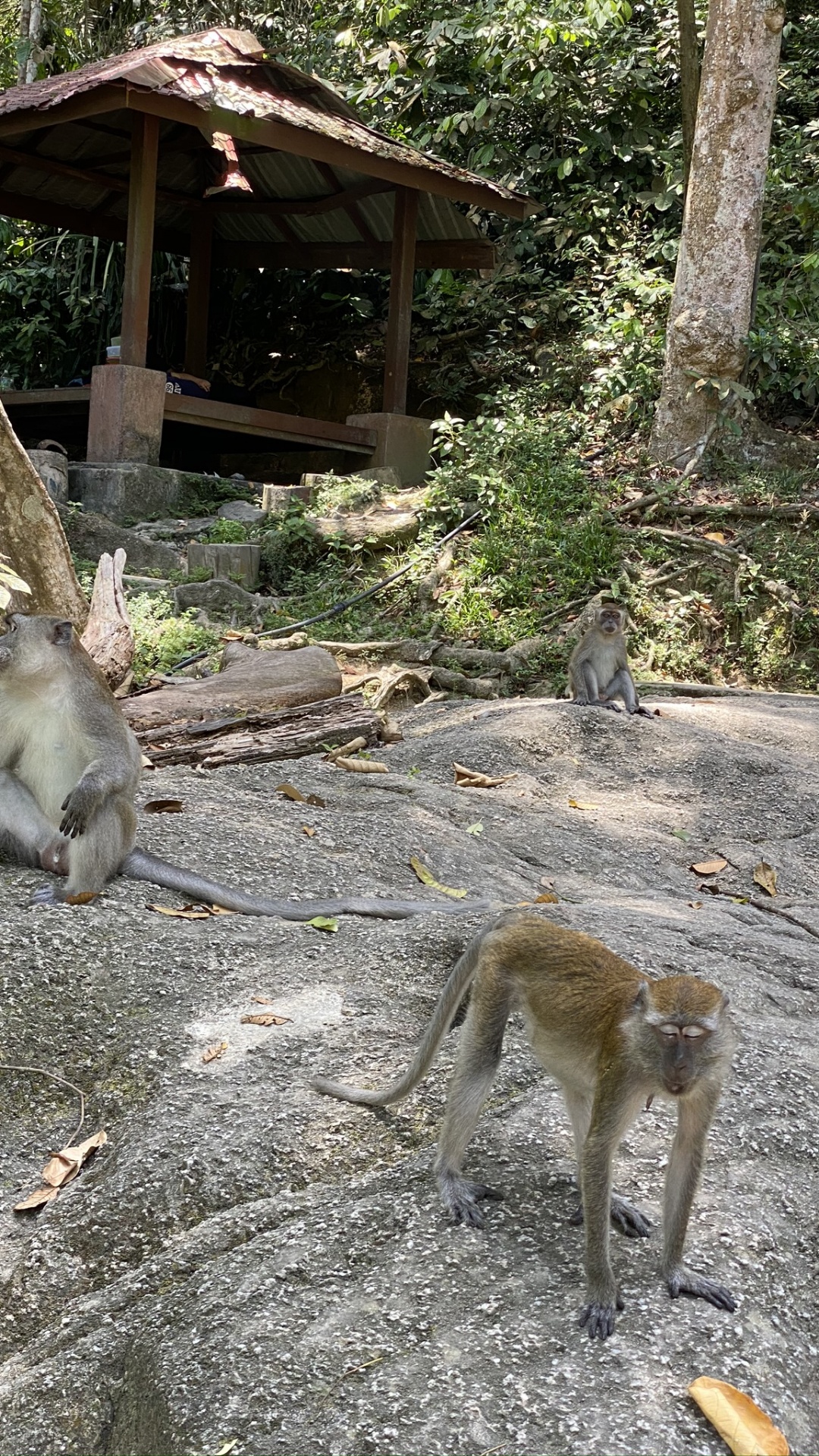 Обои Старый мир обезьян, древесина, наземные животные, адаптация, природный заповедник в разрешении 1080x1920