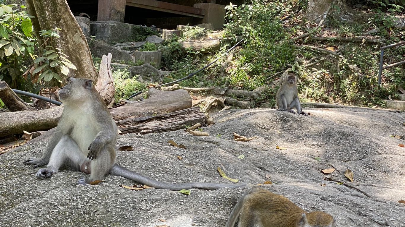 Обои Старый мир обезьян, древесина, наземные животные, адаптация, природный заповедник в разрешении 1366x768