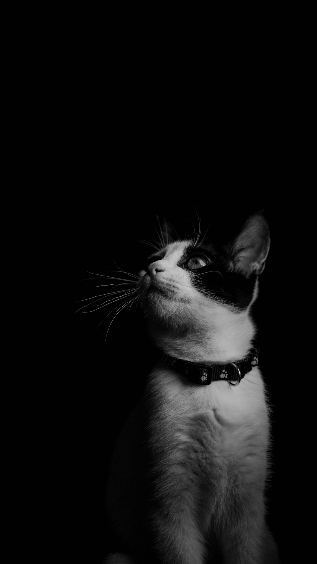 Обои кот, бакенбарды, черный, белые, кошачьих в разрешении 1080x1920