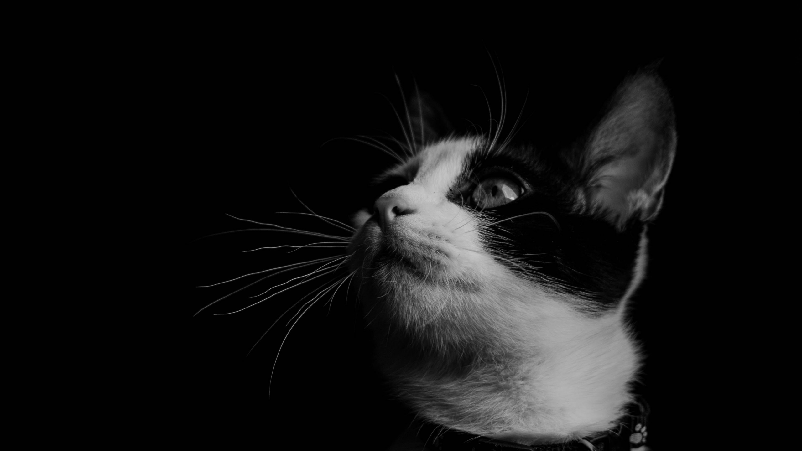 Обои кот, бакенбарды, черный, белые, кошачьих в разрешении 2560x1440