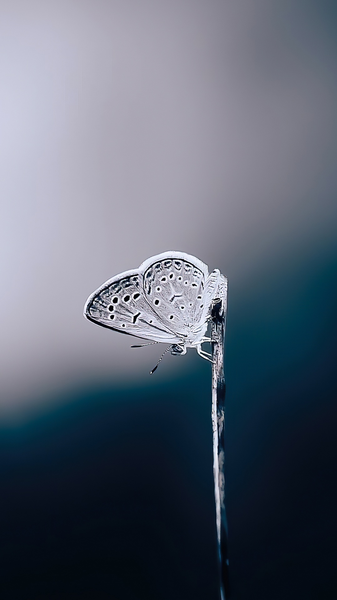 Обои вода, жидкий, жидкость, влага, водопроводу в разрешении 1080x1920