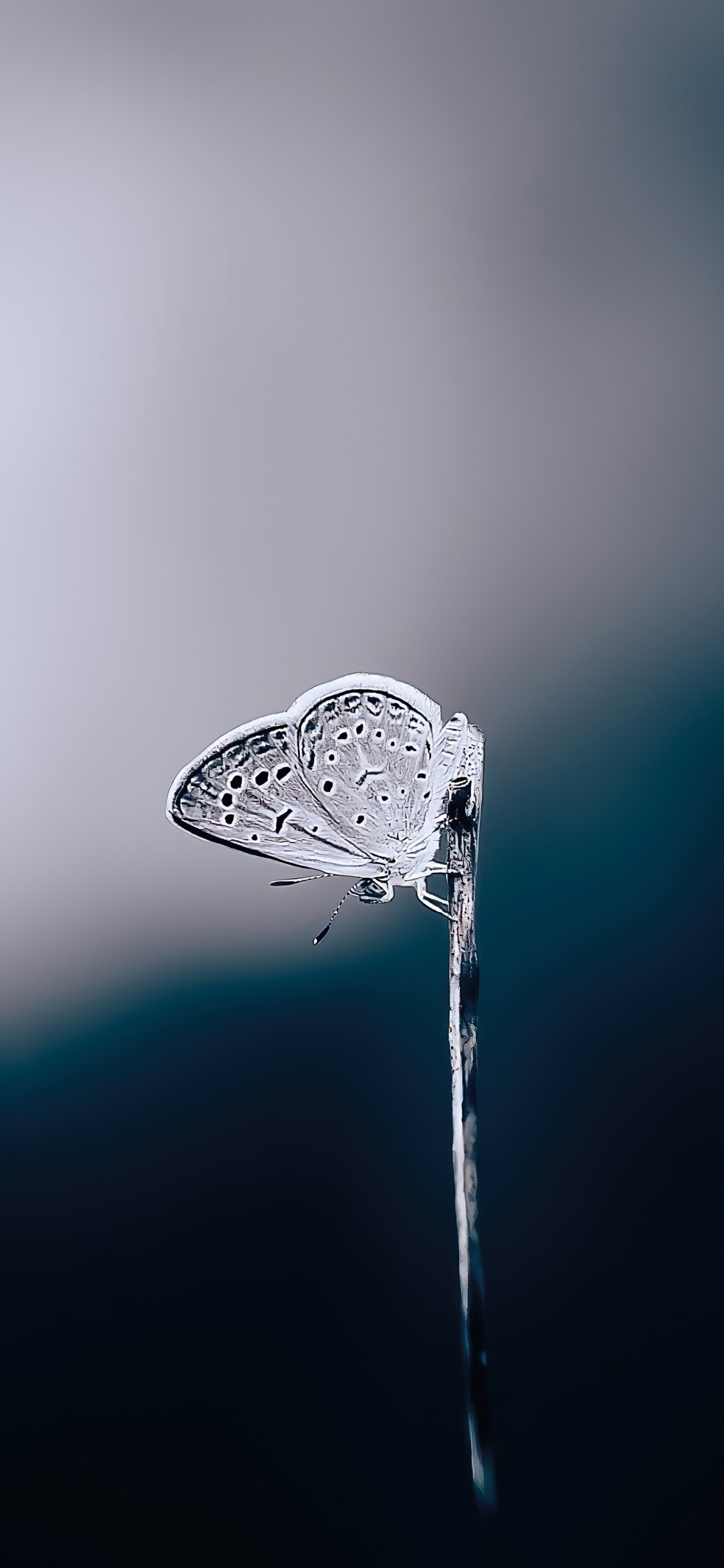 Обои вода, жидкий, жидкость, влага, водопроводу в разрешении 1125x2436