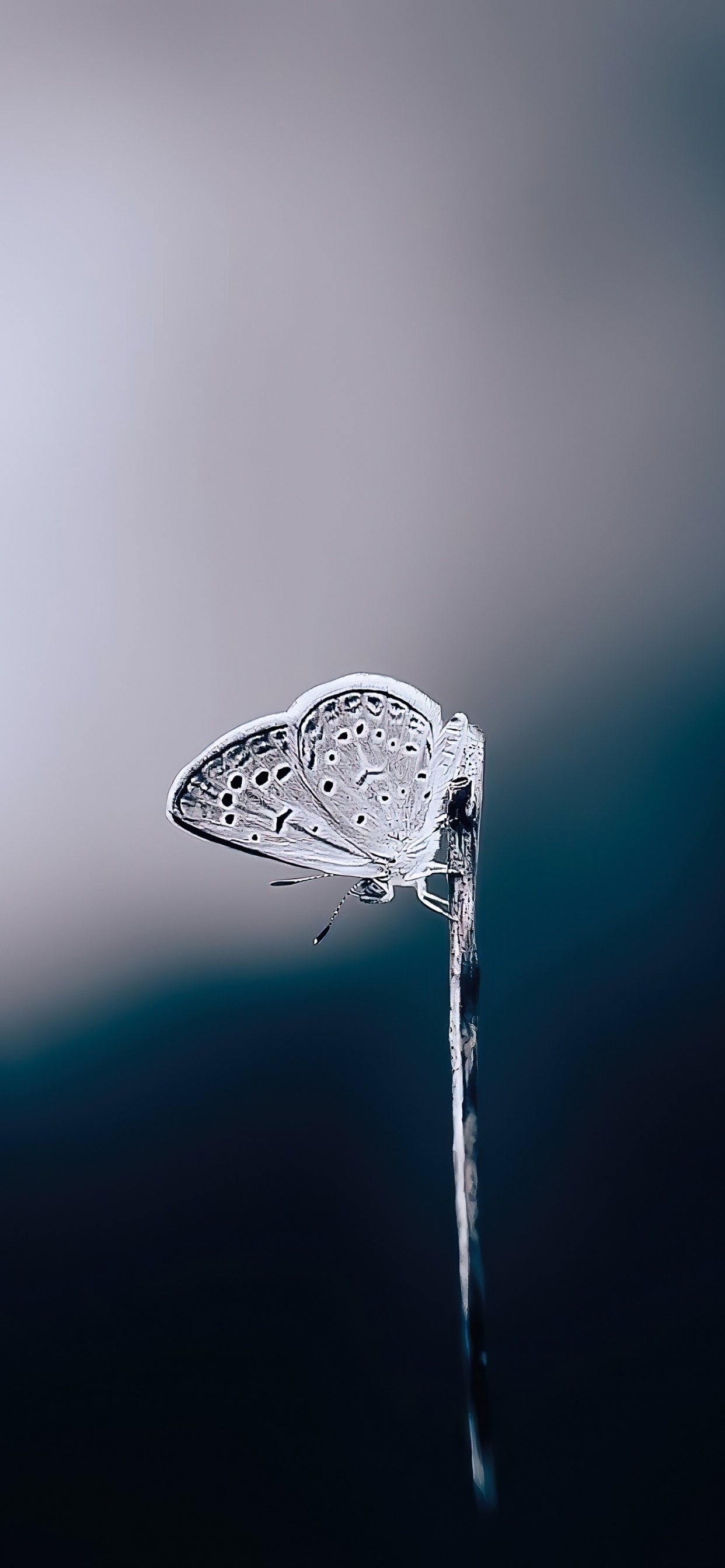 Обои вода, жидкий, жидкость, влага, водопроводу в разрешении 1242x2688