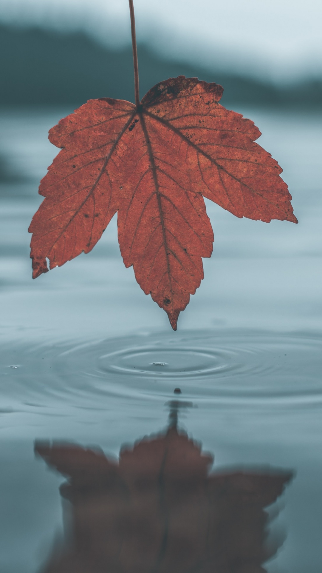 Обои лист, вода, дерево, отражение, красный цвет в разрешении 1080x1920