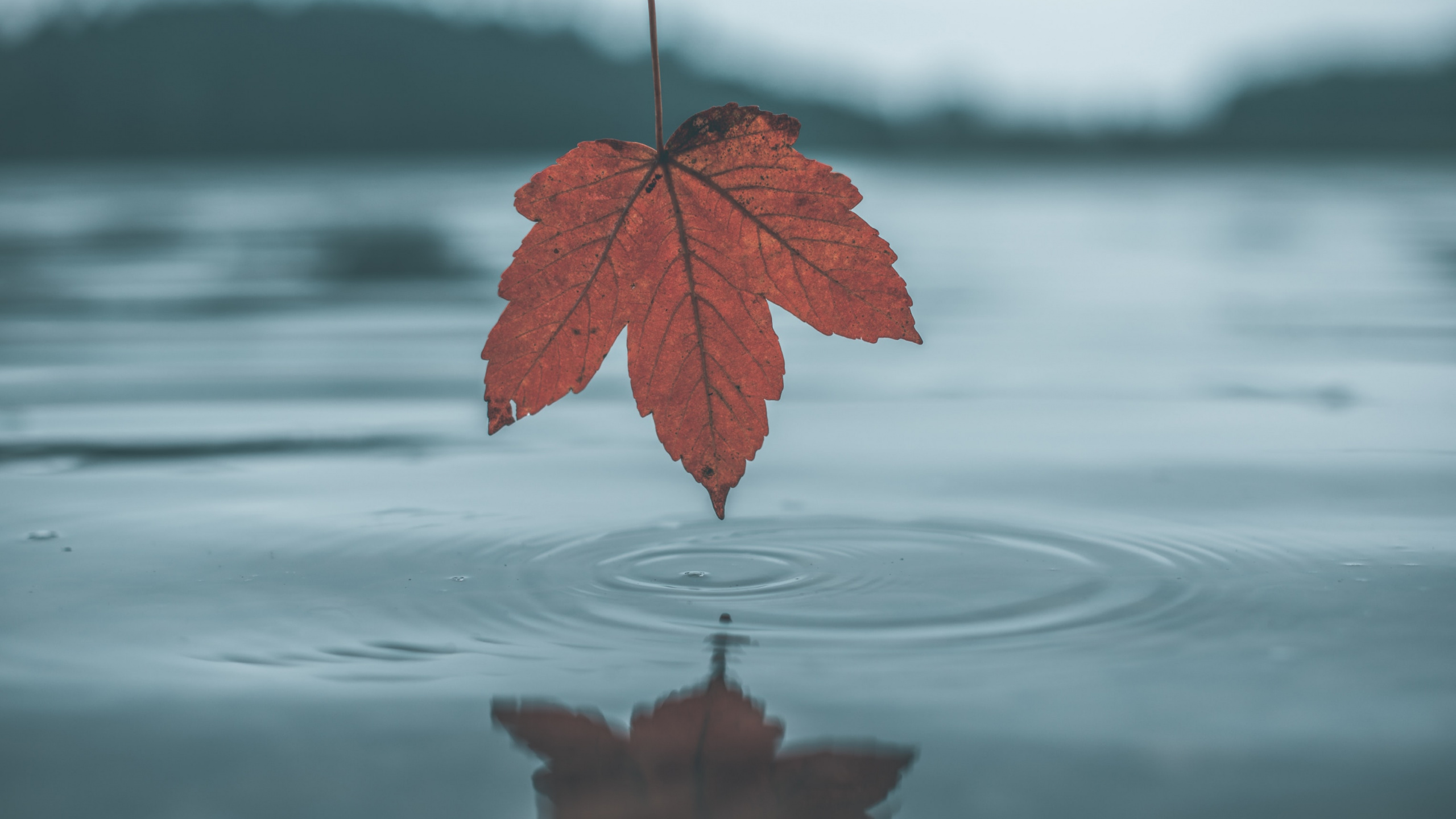Обои лист, вода, дерево, отражение, красный цвет в разрешении 2560x1440