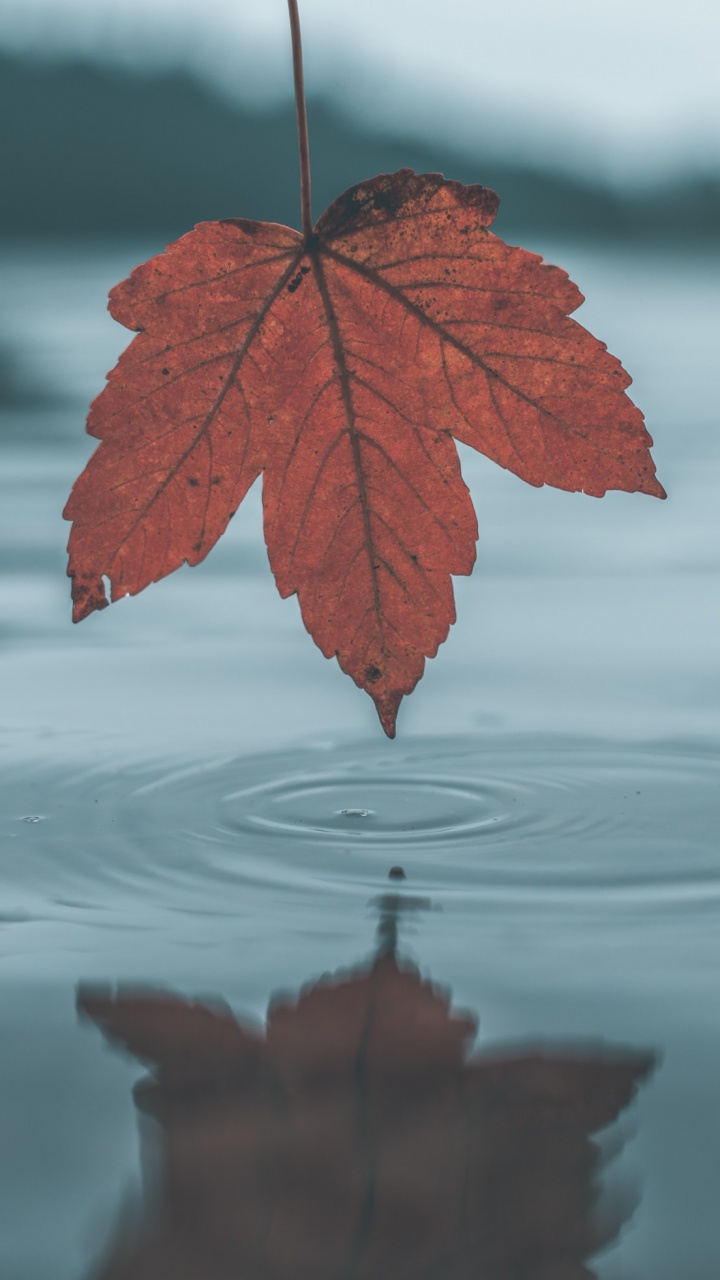 Обои лист, вода, дерево, отражение, красный цвет в разрешении 720x1280