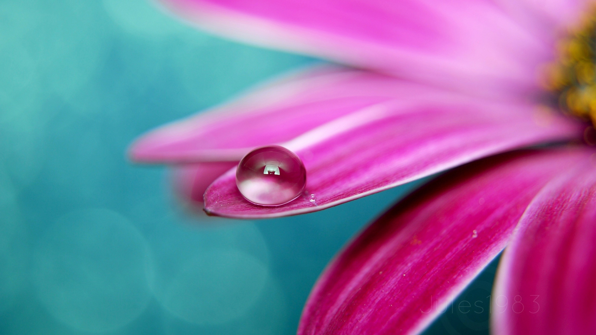Обои лепесток, вода, розовый, пурпурный цвет, пурпур в разрешении 1920x1080