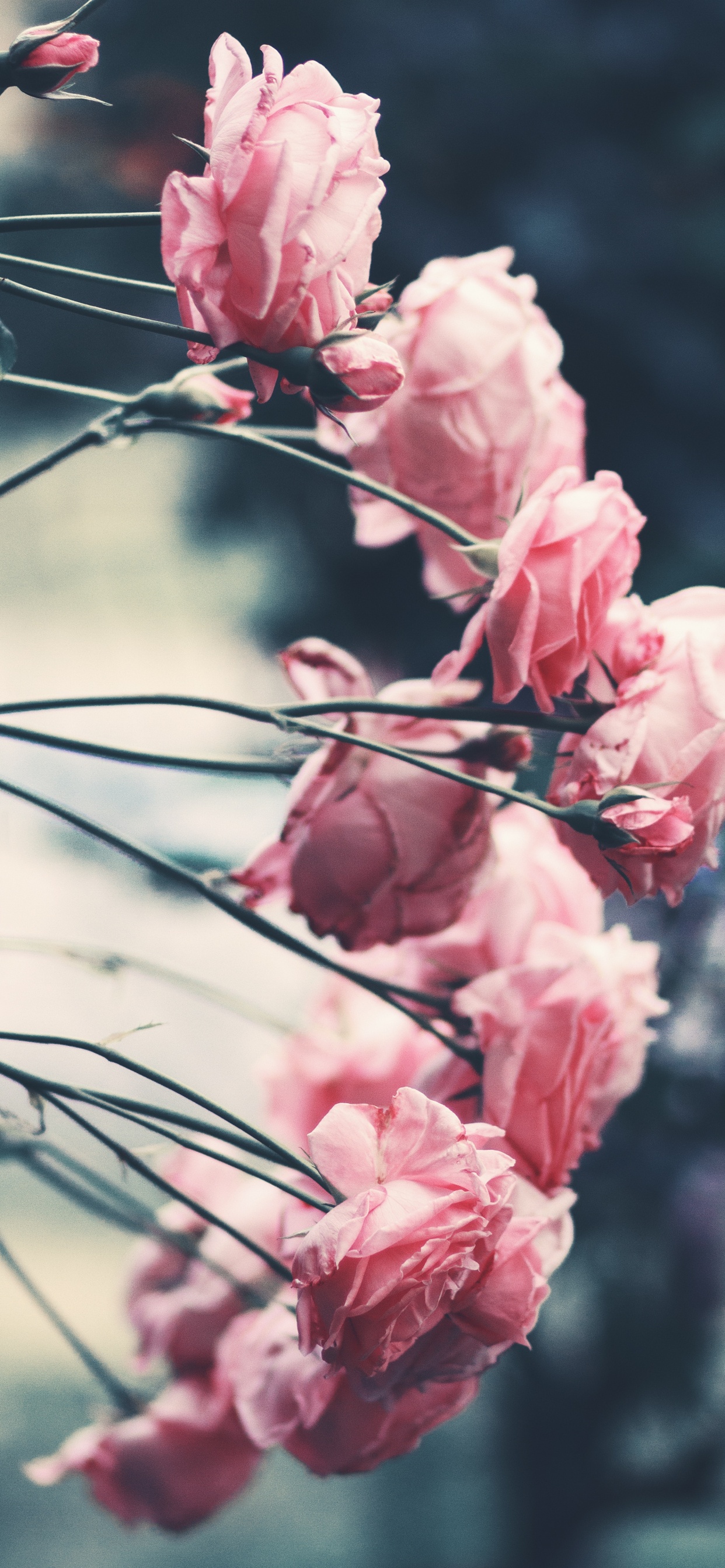 Обои цветок, Роза, розовый, лепесток, растение в разрешении 1242x2688