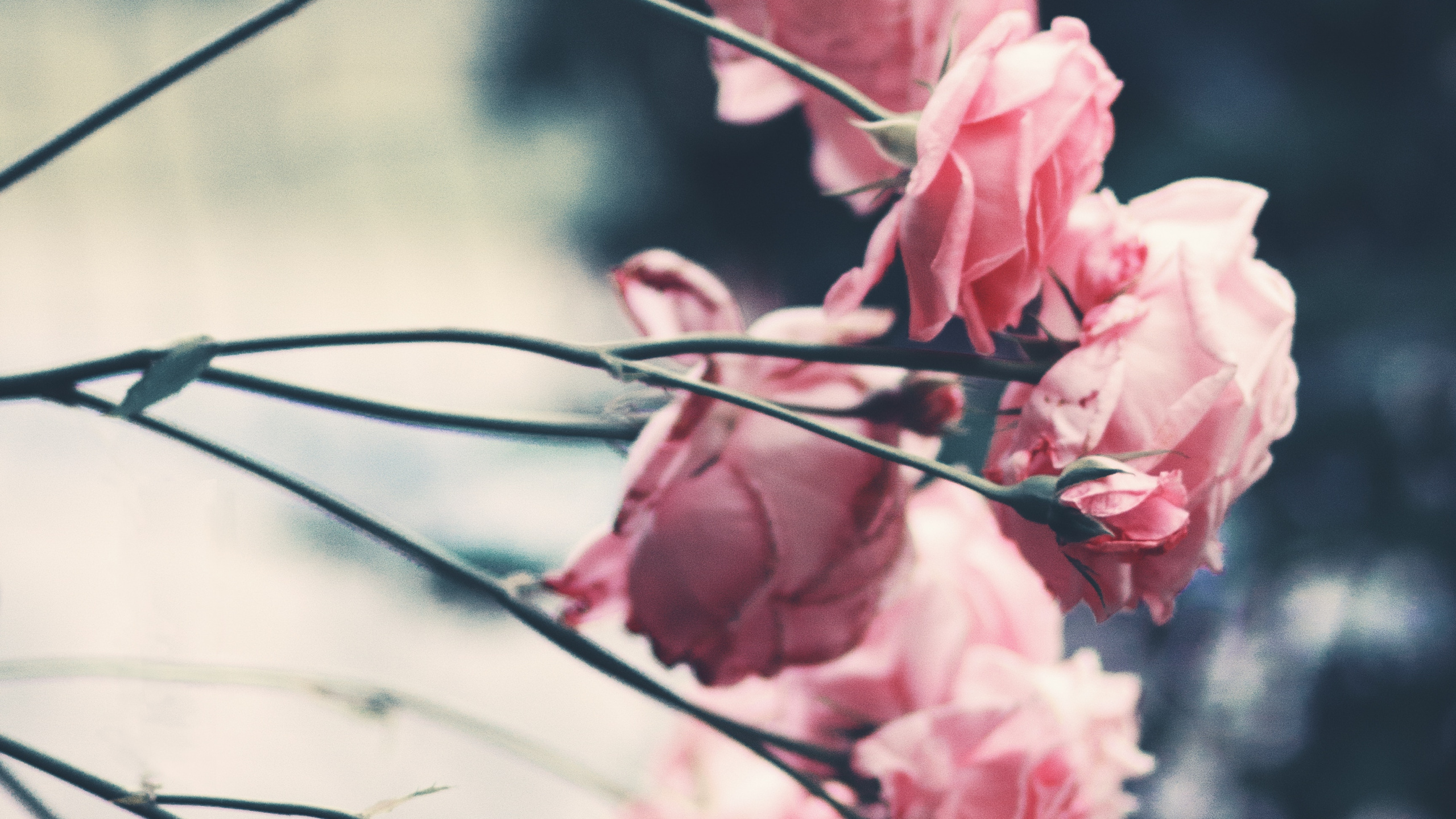 Обои цветок, Роза, розовый, лепесток, растение в разрешении 2560x1440