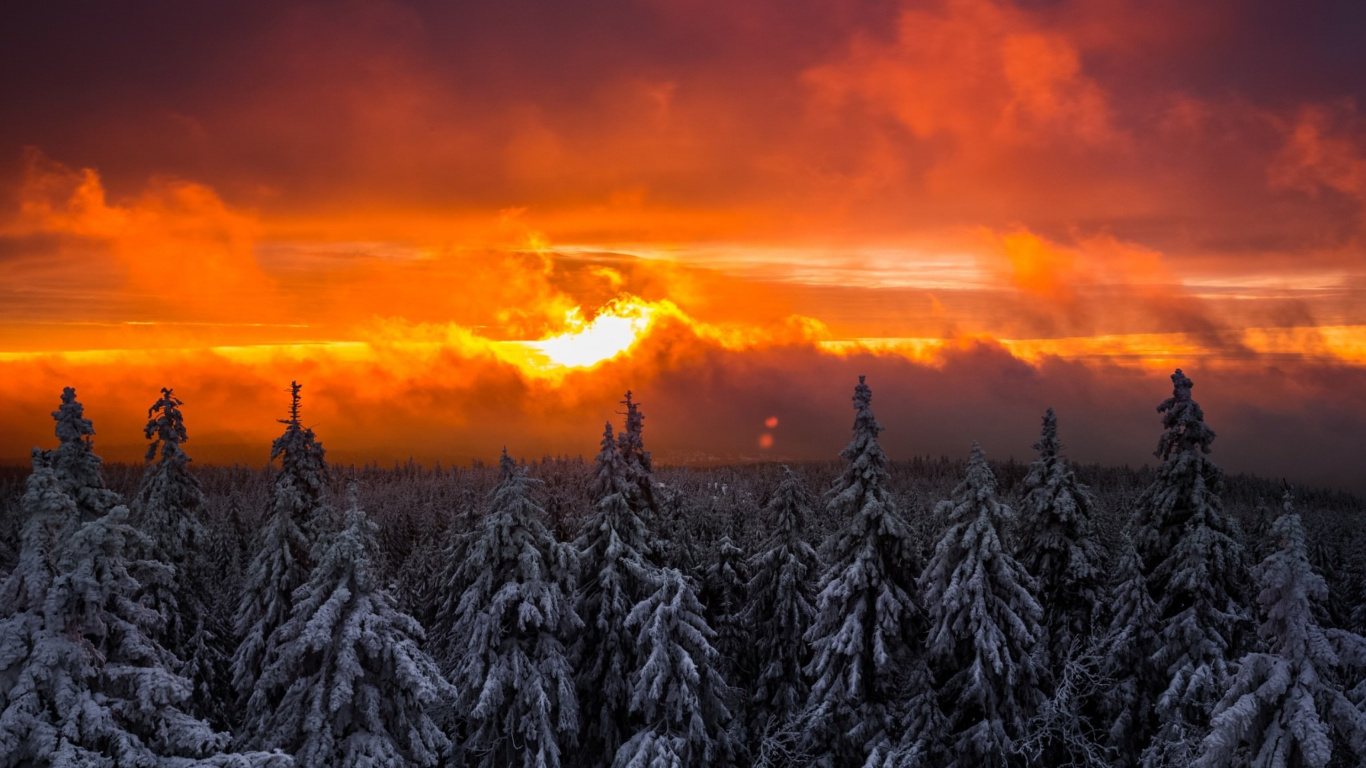 Обои закат, лес, восход солнца, зима, дерево в разрешении 1366x768