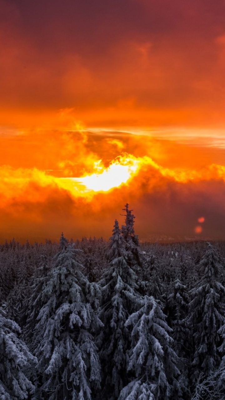 Обои закат, лес, восход солнца, зима, дерево в разрешении 720x1280