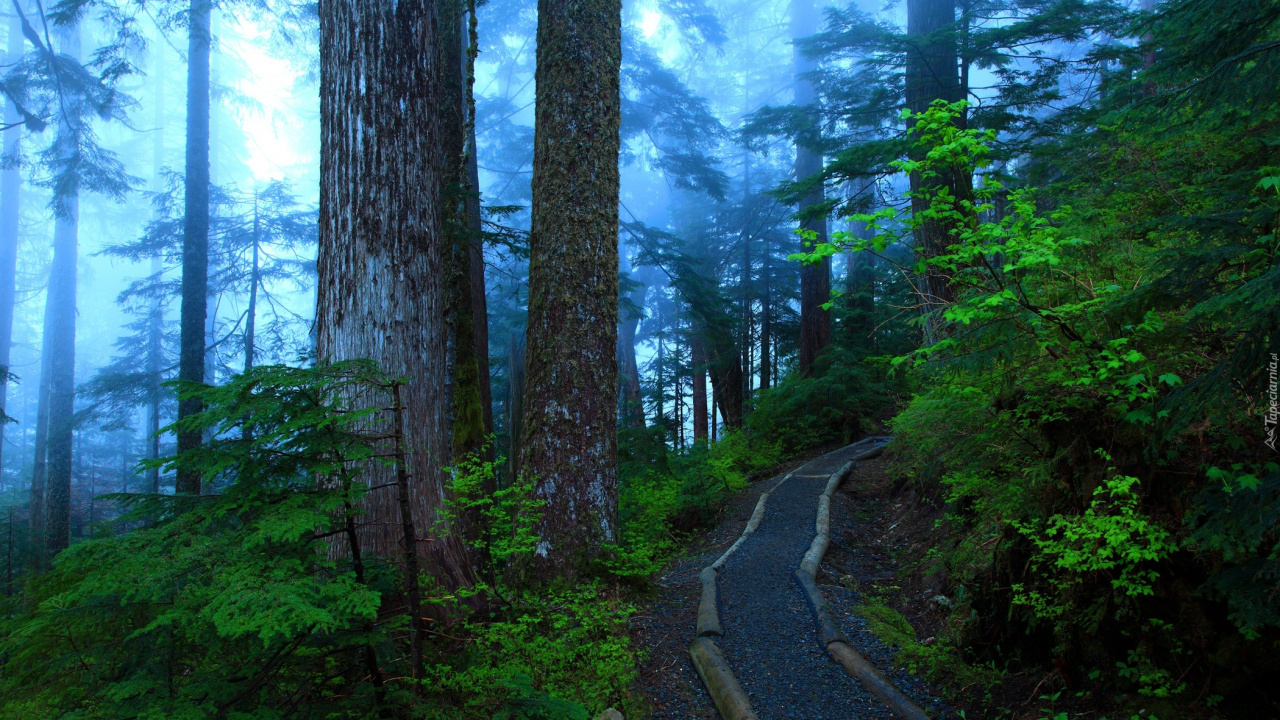 Обои природа, дерево, лес, растительность, природный заповедник в разрешении 1280x720