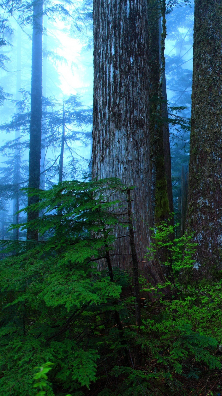 Обои природа, дерево, лес, растительность, природный заповедник в разрешении 750x1334