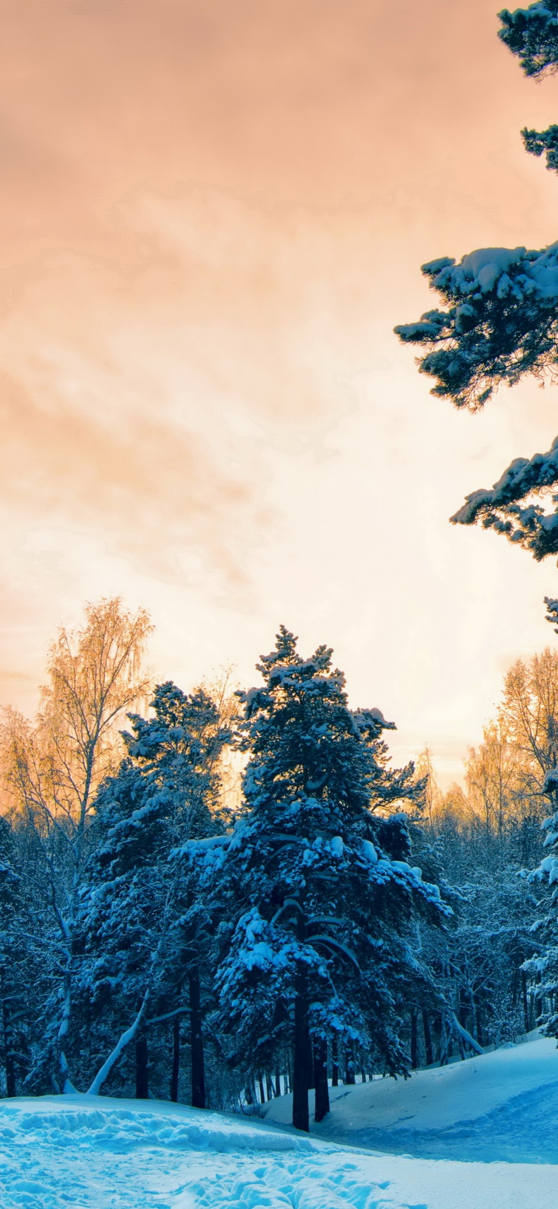 Обои снег, зима, природа, дерево, замораживание в разрешении 1125x2436