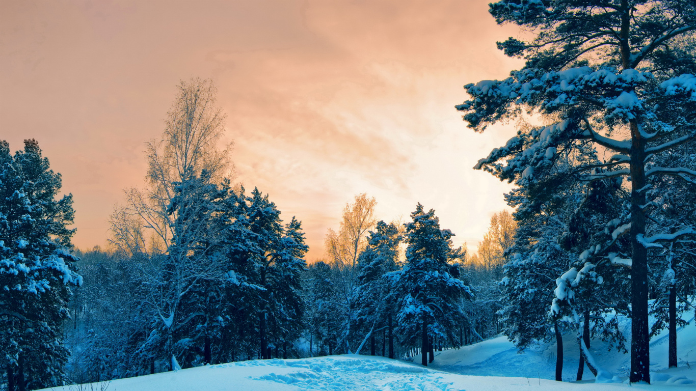 Обои снег, зима, природа, дерево, замораживание в разрешении 1366x768