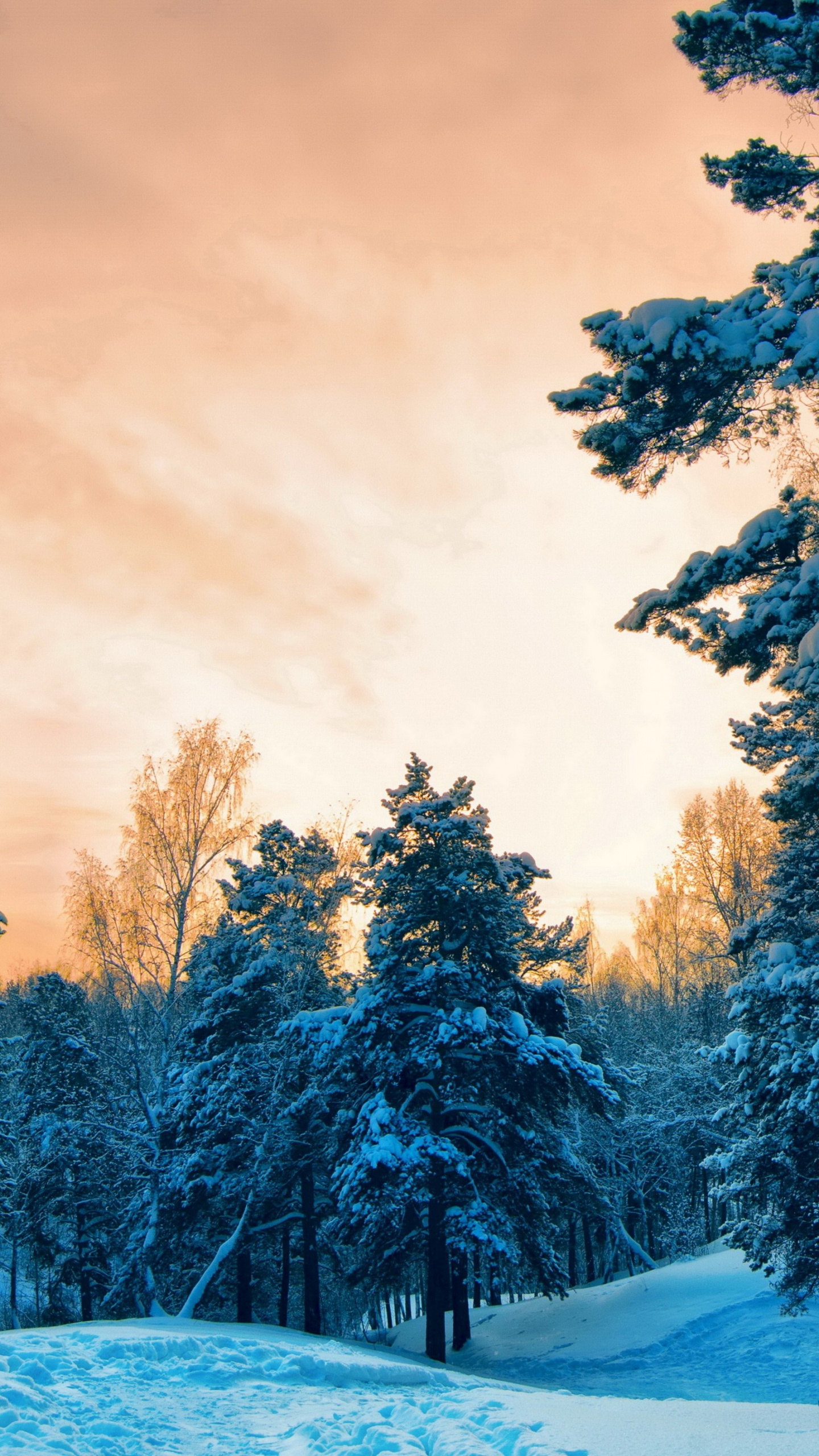 Обои снег, зима, природа, дерево, замораживание в разрешении 1440x2560