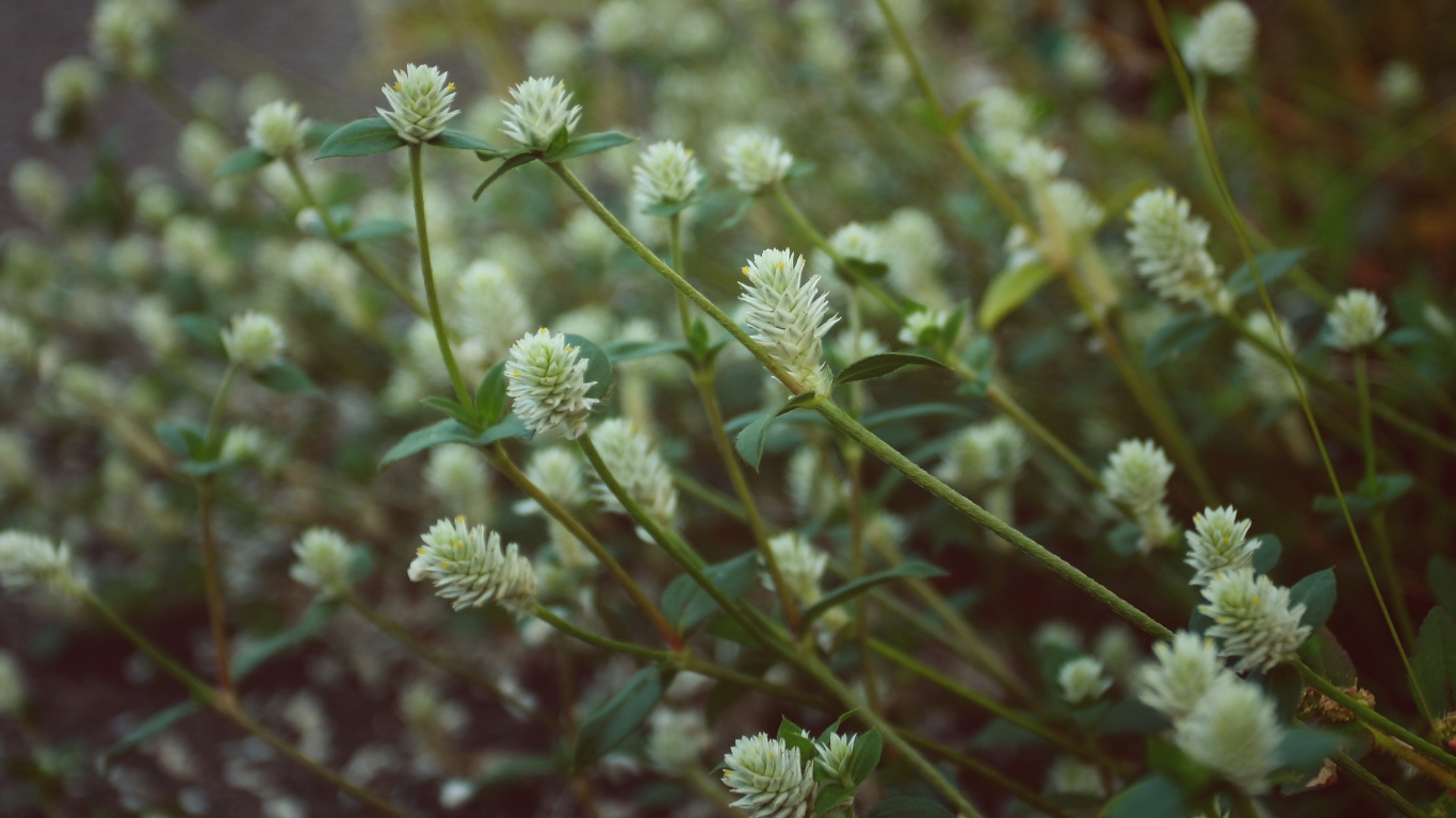 Обои полевой цветок, цветок, стебель растения, растение, полукустарник в разрешении 1366x768