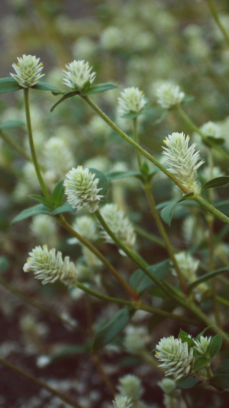 Обои полевой цветок, цветок, стебель растения, растение, полукустарник в разрешении 750x1334