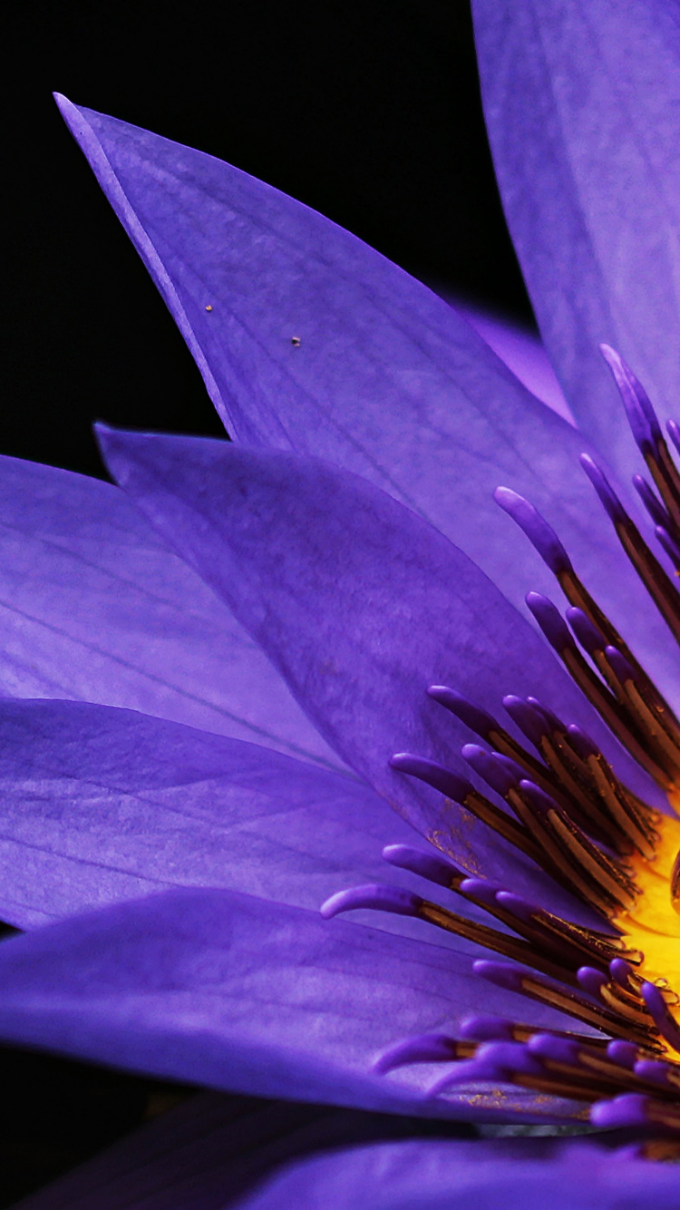 Обои кувшинка, Лилия, желтый, Роза, Фиолетовый в разрешении 750x1334