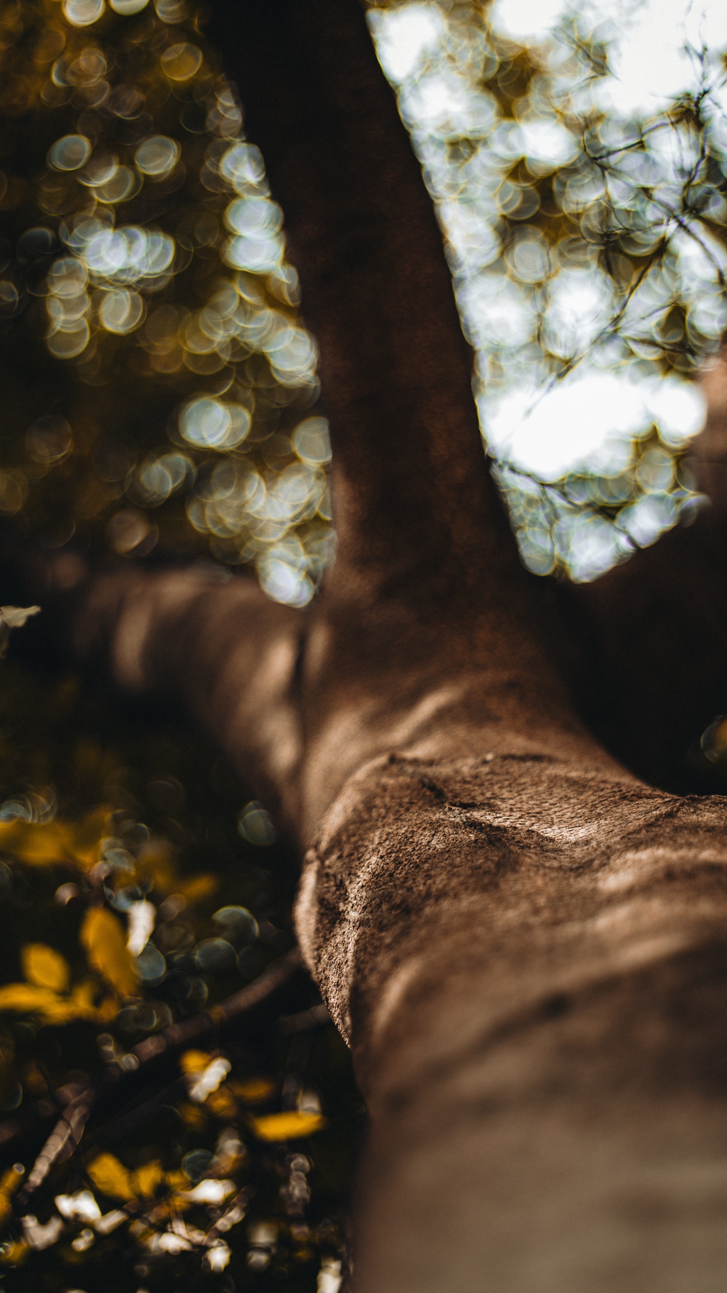 Обои солнечный свет, рассада, древесные растения, дерево, ствол в разрешении 1440x2560