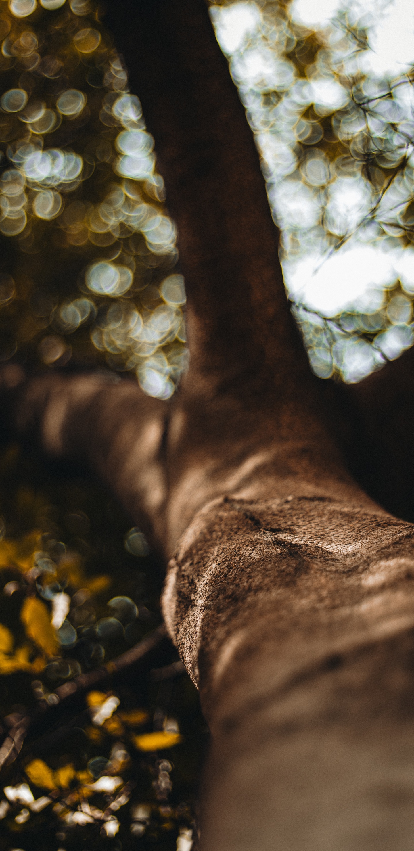 Обои солнечный свет, рассада, древесные растения, дерево, ствол в разрешении 1440x2960