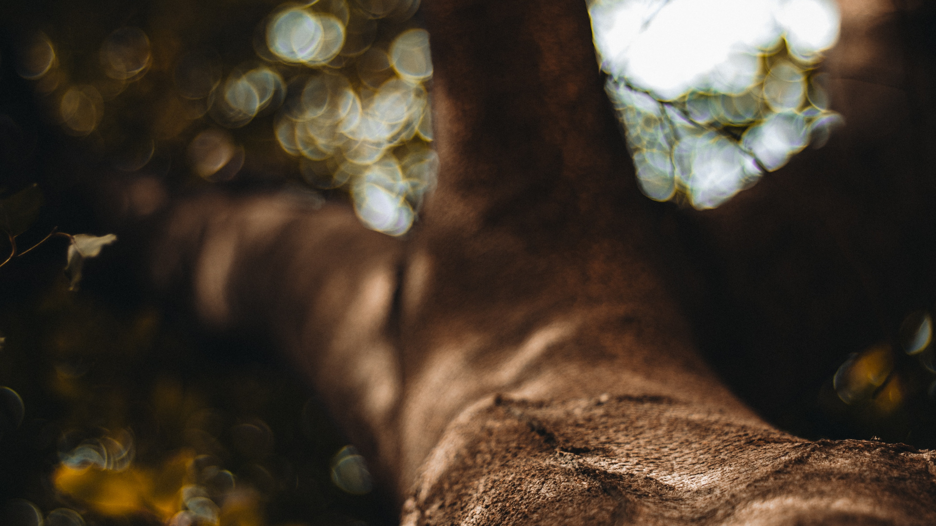 Обои солнечный свет, рассада, древесные растения, дерево, ствол в разрешении 1920x1080