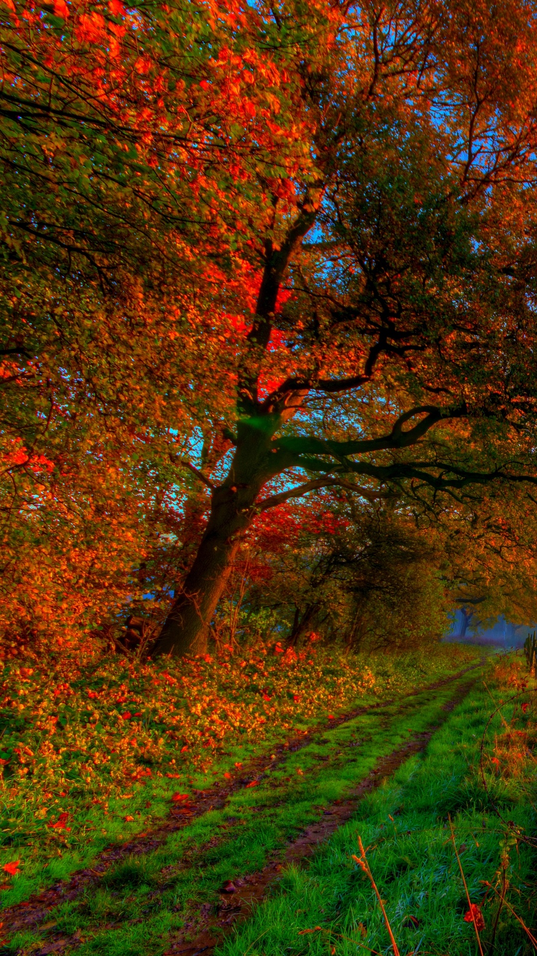 Обои осень, природа, дерево, лист, утро в разрешении 1080x1920