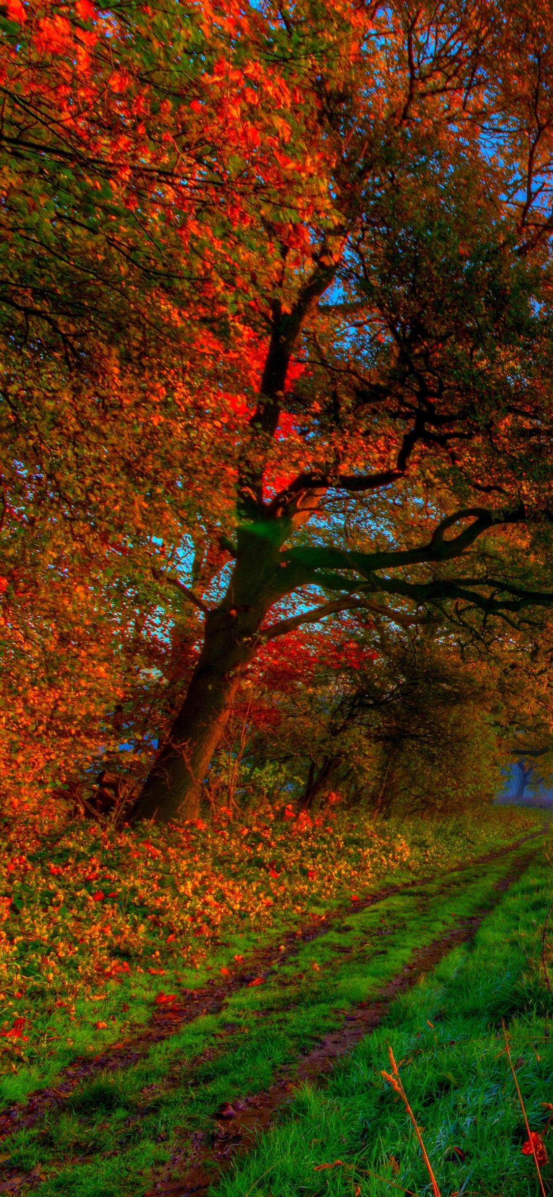 Обои осень, природа, дерево, лист, утро в разрешении 1125x2436