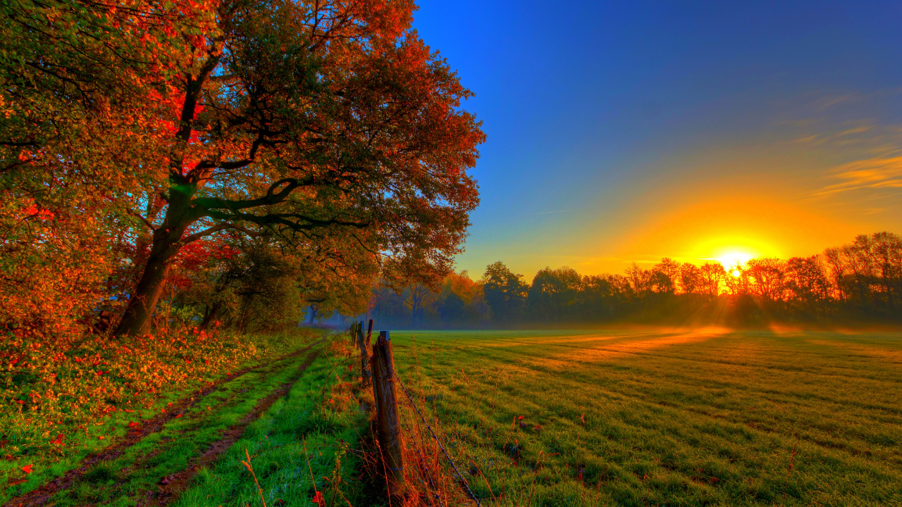 Обои осень, природа, дерево, лист, утро в разрешении 1280x720