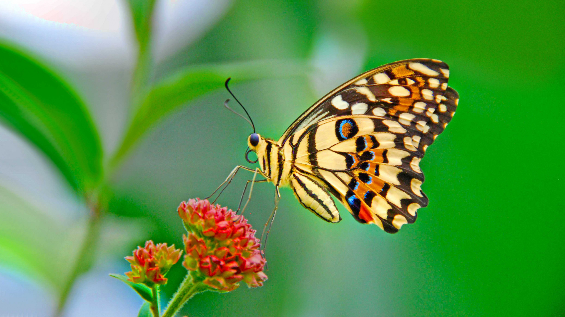 Обои насекомое, мотыльки и бабочки, бабочка, Синтия подрода, беспозвоночных в разрешении 1920x1080