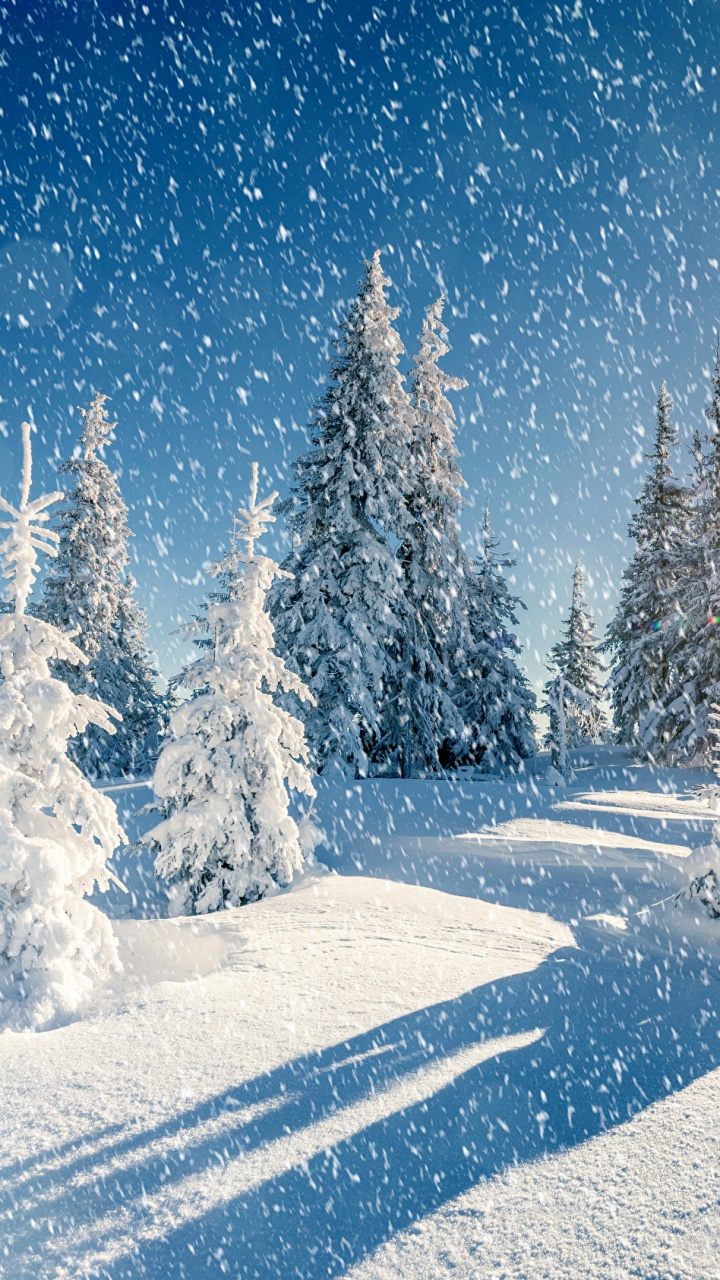 Обои зима деревья снег, снег, зима, дерево, замораживание в разрешении 720x1280