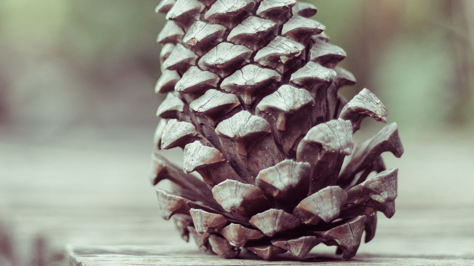 Обои хвойные конуса, сосна, Хвойные, дерево, семейства сосновых в разрешении 1920x1080