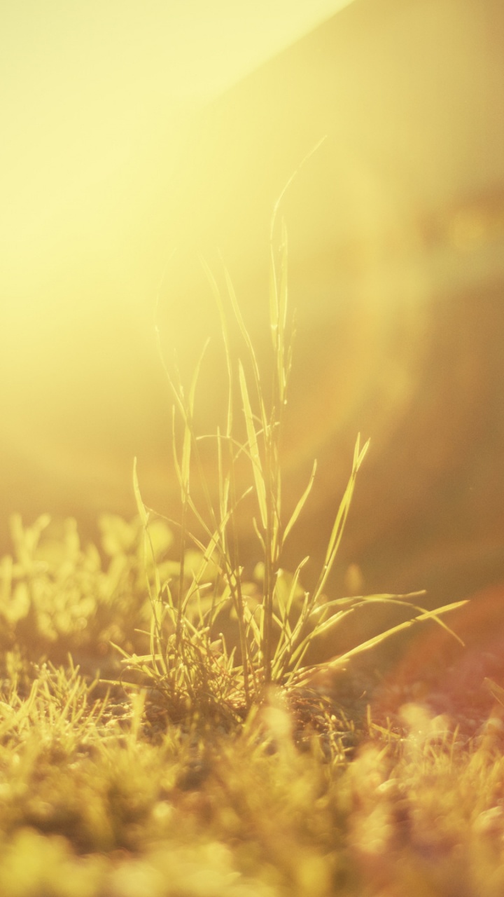 Обои солнечный свет, свет, желтый, утро, атмосфера в разрешении 720x1280