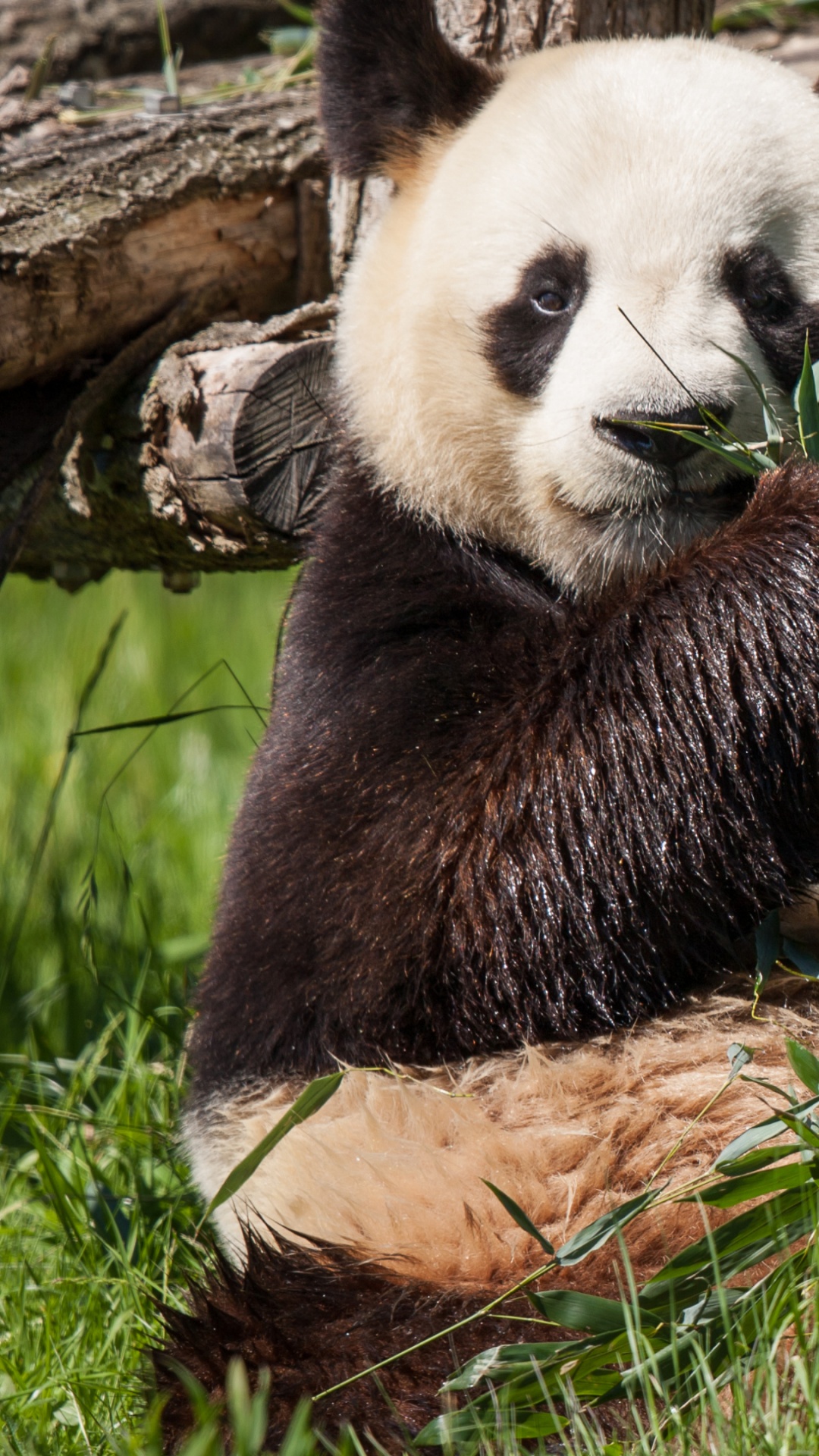Обои гигантская панда, Красная панда, наземные животные, медведь, фауна в разрешении 1080x1920