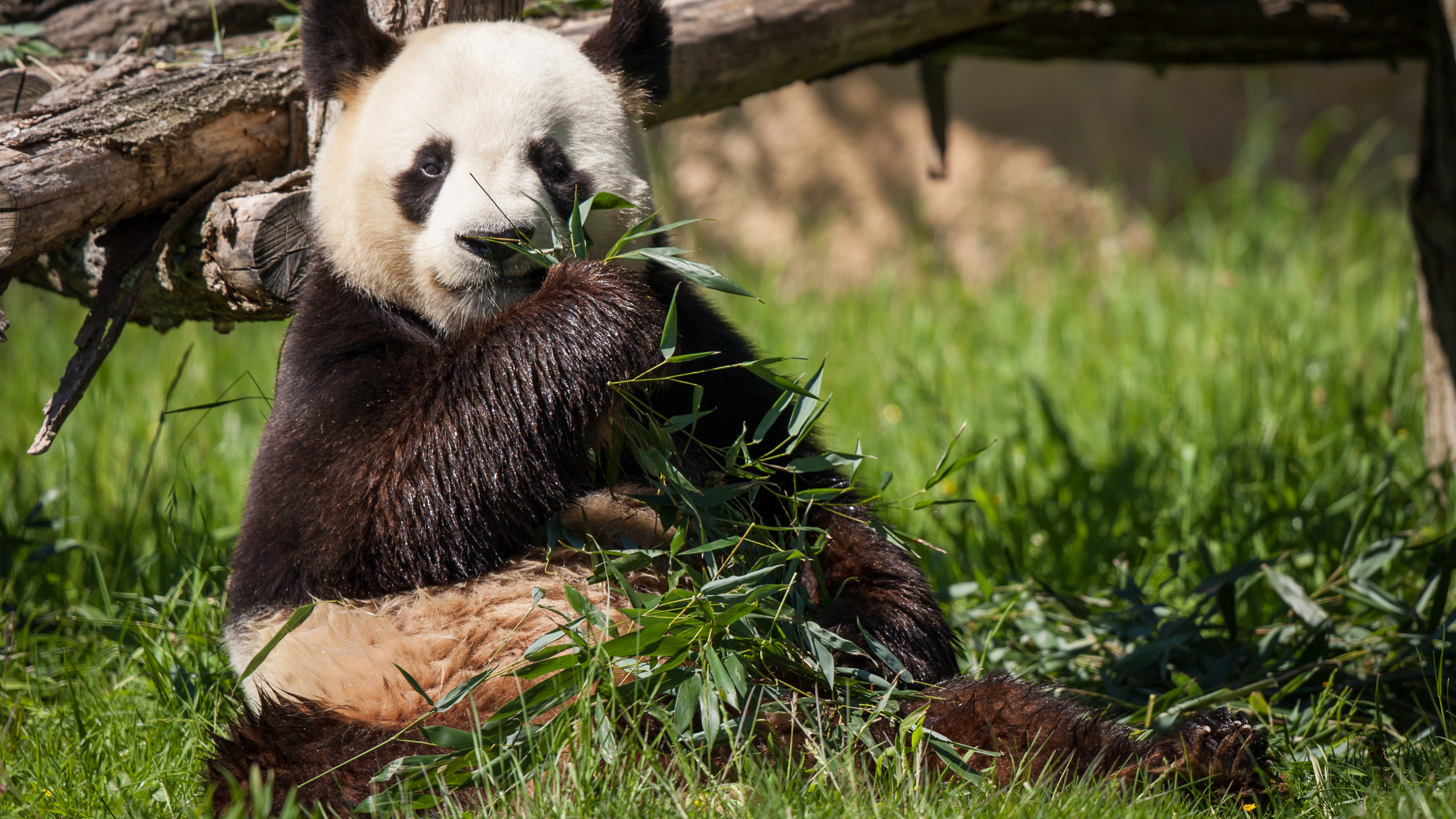 Обои гигантская панда, Красная панда, наземные животные, медведь, фауна в разрешении 3840x2160