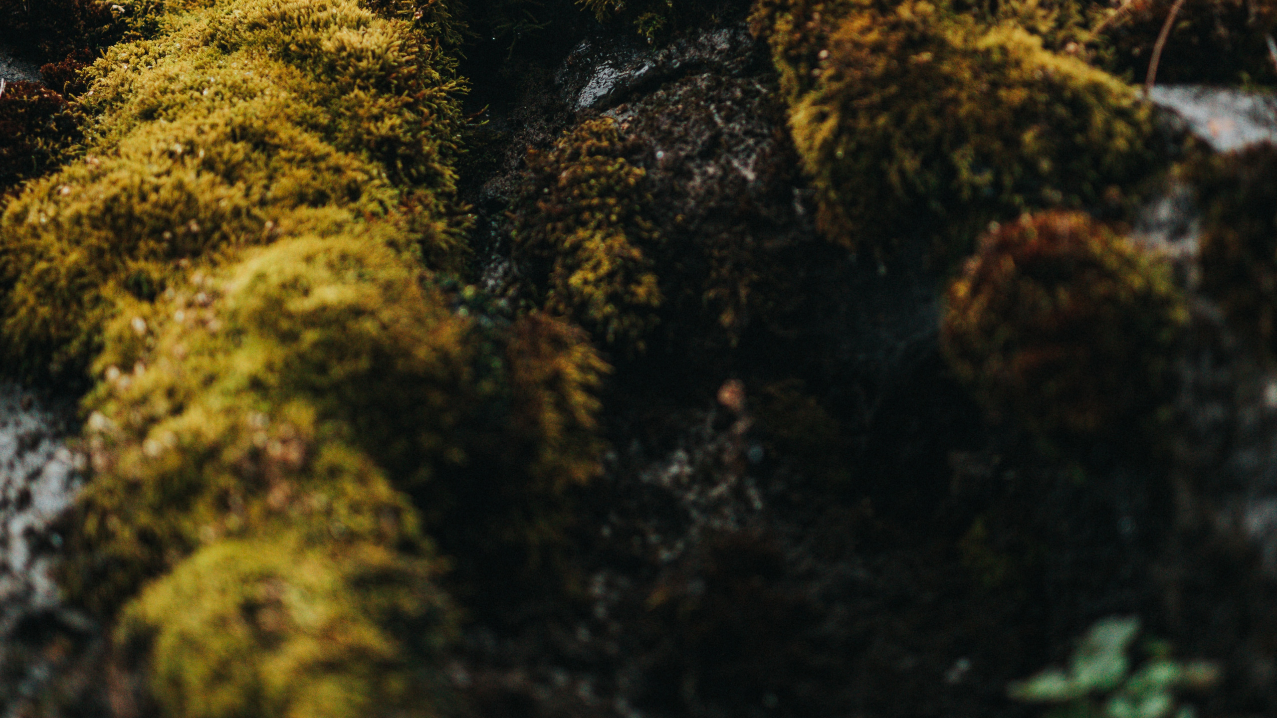 Обои осень, дикая местность, лист, растительность, ботаники в разрешении 2560x1440